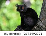 Black Lemur   Male   Portrait ...