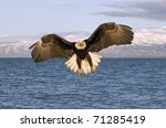 American Bald Eagle Flying Over ...
