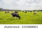 Herd of cows grazes quietly in...