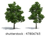 Beech Trees Isolated On White...