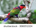 Black Capped Lory 