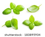 Basil leaves spice closeup isolated on white background.