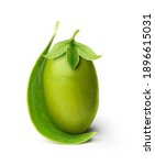 jojoba seed isolated on white... | Shutterstock . vector #1896615031