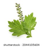 mugwort isolated on white... | Shutterstock . vector #2044105604