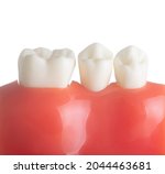 medical model with teeth... | Shutterstock . vector #2044463681