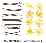 Vanilla pods and flowers set...