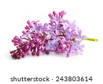 Spring Flower  Twig Purple...