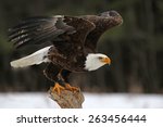 A bald eagle  haliaeetus...