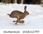 Hare running in the winter...