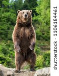 Brown Bear  Ursus Arctos ...