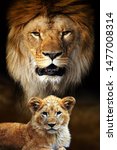 Big Male Lion And Cub Portrait...