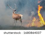 Deer On A Background Of Burning ...