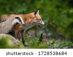 Red fox  vulpes vulpes and...