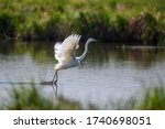 White Heron  Great Egret  Fly...