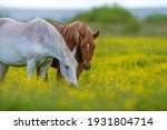 White And Brown Horse On Field...