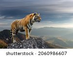 An adult tiger stands on a rock ...
