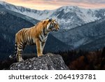 An Adult Tiger Stands On A Rock ...