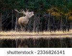 Small photo of Close adult red deer walks along the bank of a forest river in a natural environment