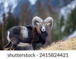 Adult mouflon animal on mountain background. Mouflon, Ovis orientalis, forest horned animal in nature habitat
