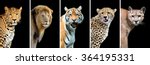 Five Big Wild Cats  Leopard ...