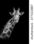 Giraffe On Dark Background....