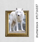 Arctic wolf in old wooden frame ...