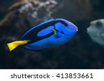 Blue Surgeonfish  Paracanthurus ...
