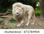 Male white lion. The white lions are a colour mutation of the Transvaal lion (Panthera leo krugeri), also known as the Southeast African or Kalahari lion.