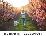 Shot of back view of attractive young woman walking with her lovely golden retriever dog in a cherry field in springtime. 