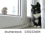 Cat Watching Bird On The Window