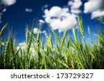 Wheat Field And Blue Sky With...