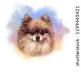 Pomeranian. Illustration Of A...