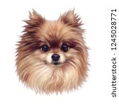 Pomeranian Dog. Illustration Of ...