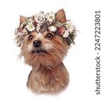 Yorkshire Terrier With A Crown...