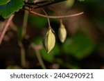 Small photo of Delicate light yellow bud of Clematis cirrhosa vine which grows wild climbing trees in Israel. Other names Early Virgin's Bower, Traveler's Joy