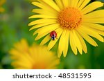 Ladybug. Yellow Flower