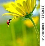 Ladybug On A Yellow Flower