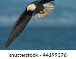 American Bald Eagle In Flight...