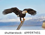 American Bald Eagle Perches On...