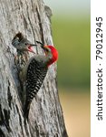 Red Bellied Woodpecker Chick...