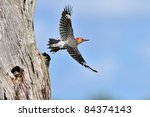 Woodpecker In Flight Leaving...