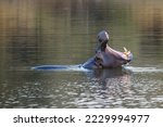 Small photo of Aggressive hippo. Wild animal in the nature habitat. African wildlife. This is Africa, Namibia.