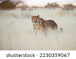 Small photo of Cheetah in the savanna. Close-up. Namibia. Africa. An excellent illustration. A cheetah searching for prey in the grasslands of the Kalahari Desert in Namibia.