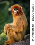 Small photo of The snub nosed monkey portrait