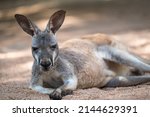 A Kangaroo Lying Down On The...