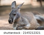 A Kangaroo Lying Down On The...