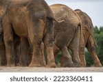 Asian elephants ass in closed up