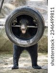 Small photo of a bear fettered himself in a tyre