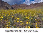 The mountains of Death Valley National Park covered in yellow wildflowers.