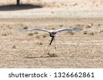 Small photo of Secretary bird, Sagittarius serpentarius, using wings for lift when running, Kgalagadi Transfrontier Park, Northern Cape, South Africa, essentially a territoral bird it flies under duress.